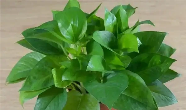 什麼綠植吸甲醛效果又好又快?除甲醛的綠植十大排名