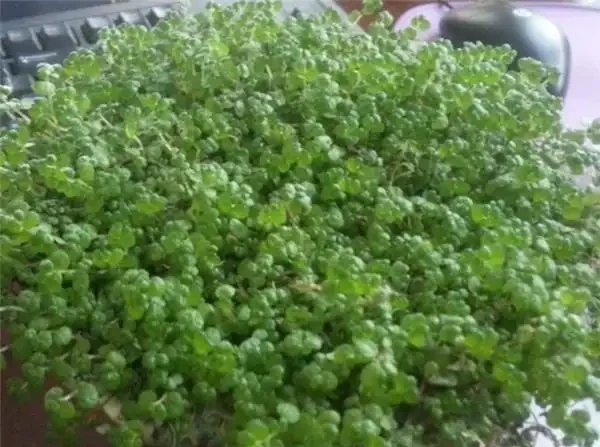 什麼綠植吸甲醛效果又好又快?除甲醛的綠植十大排名