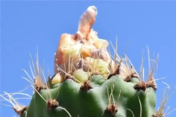 什麼綠植吸甲醛效果又好又快?除甲醛的綠植十大排名