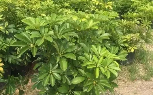什麼綠植吸甲醛效果又好又快?除甲醛的綠植十大排名