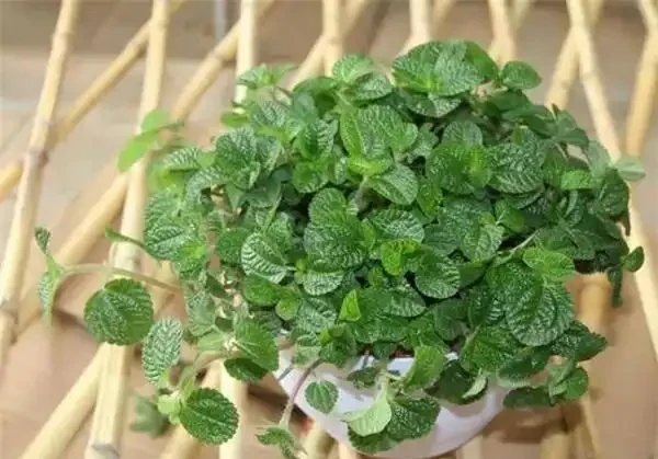 什麼綠植吸甲醛效果又好又快?除甲醛的綠植十大排名