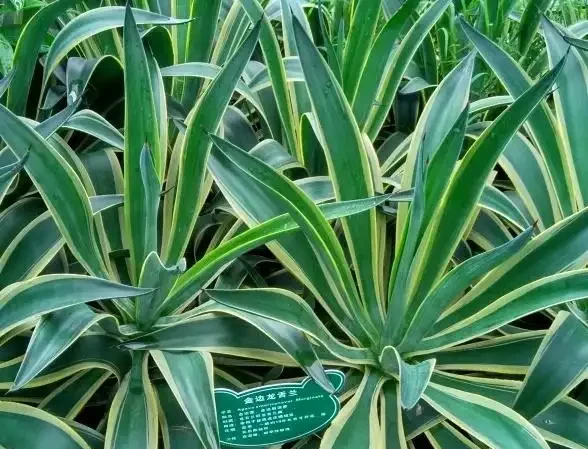 什麼綠植吸甲醛效果又好又快?除甲醛的綠植十大排名