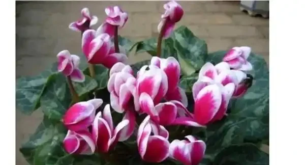 什麼綠植吸甲醛效果又好又快?除甲醛的綠植十大排名