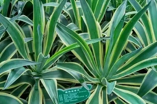 什麼綠植吸甲醛效果又好又快？除甲醛的綠植十大排名