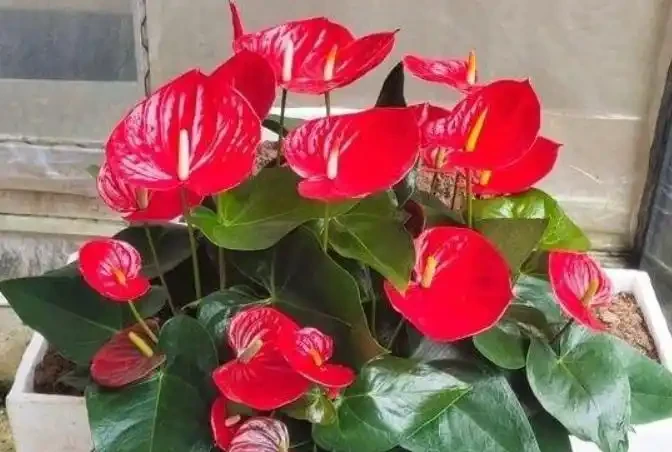 這7種花命裡帶財，個個都有好兆頭，養起來就沒頭！