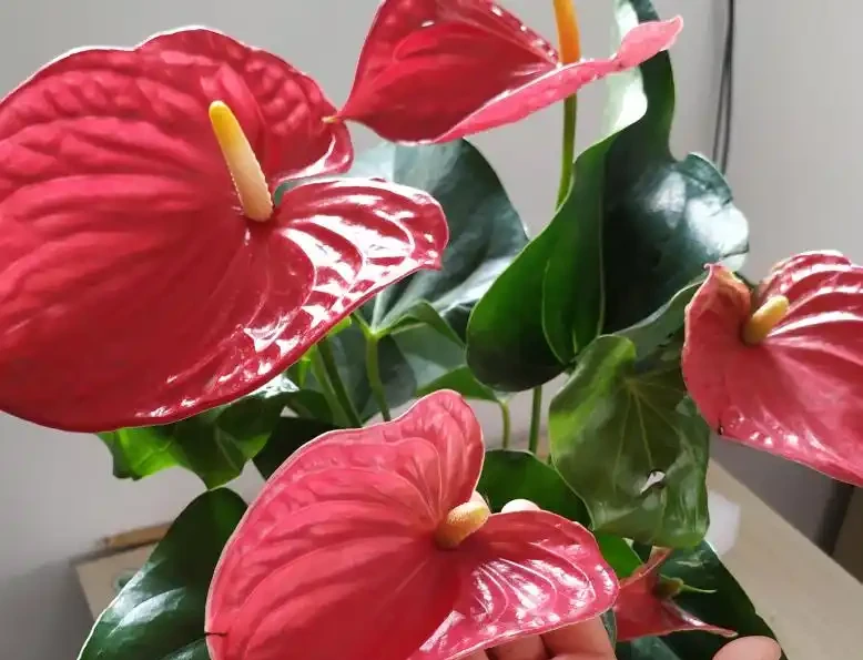 這7種花命裡帶財，個個都有好兆頭，養起來就沒頭！