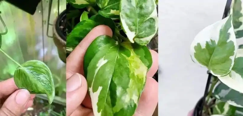 這7種花命裡帶財，個個都有好兆頭，養起來就沒頭！