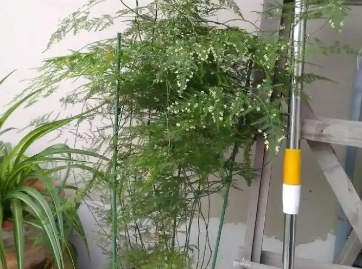 這7種花命裡帶財，個個都有好兆頭，養起來就沒頭！