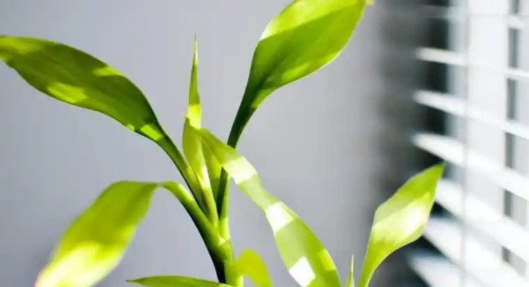 這7種花命裡帶財，個個都有好兆頭，養起來就沒頭！