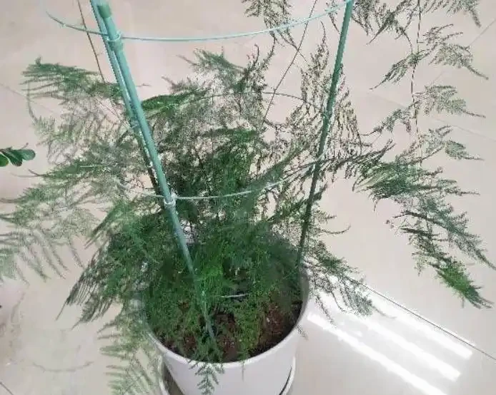 這7種花命裡帶財，個個都有好兆頭，養起來就沒頭！