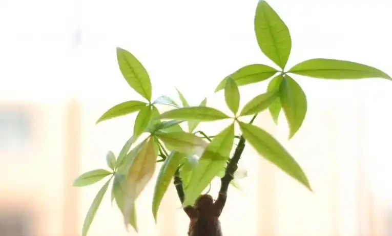 這7種花命裡帶財，個個都有好兆頭，養起來就沒頭！