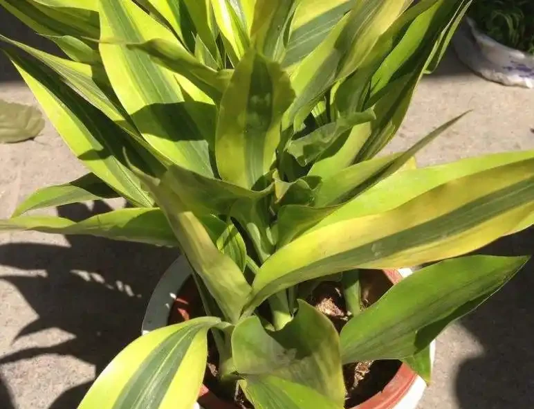 這7種花命裡帶財，個個都有好兆頭，養起來就沒頭！