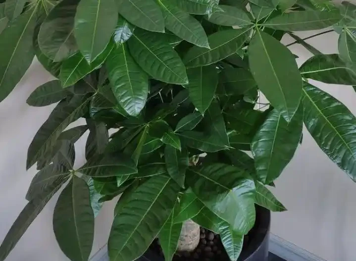 這7種花命裡帶財，個個都有好兆頭，養起來就沒頭！