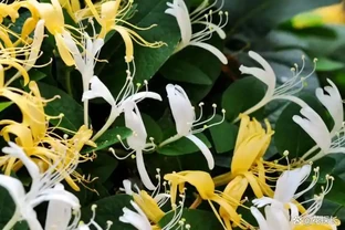這7種花命裡帶財，個個都有好兆頭，養起來就沒頭！