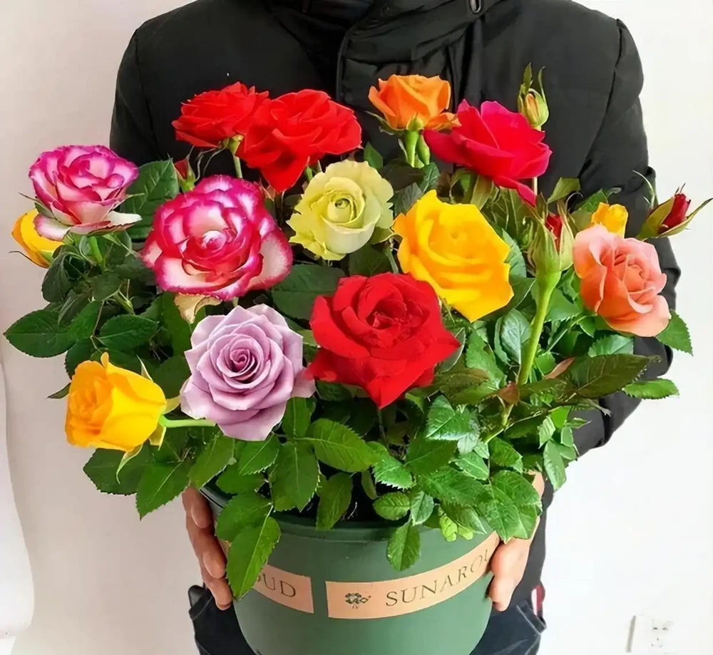 可以盆栽的玫瑰花，一樹十色，皮實好養，香味濃郁，四季開花