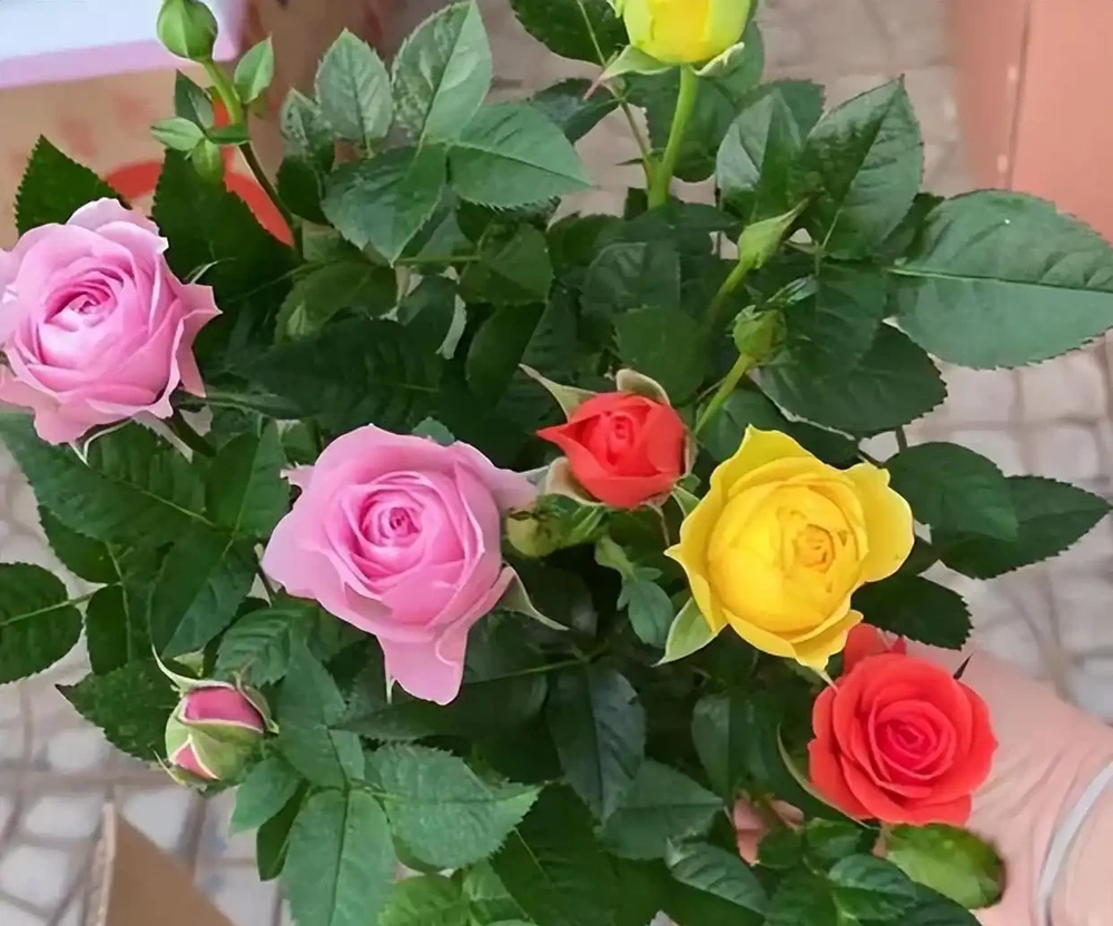 可以盆栽的玫瑰花，一樹十色，皮實好養，香味濃郁，四季開花