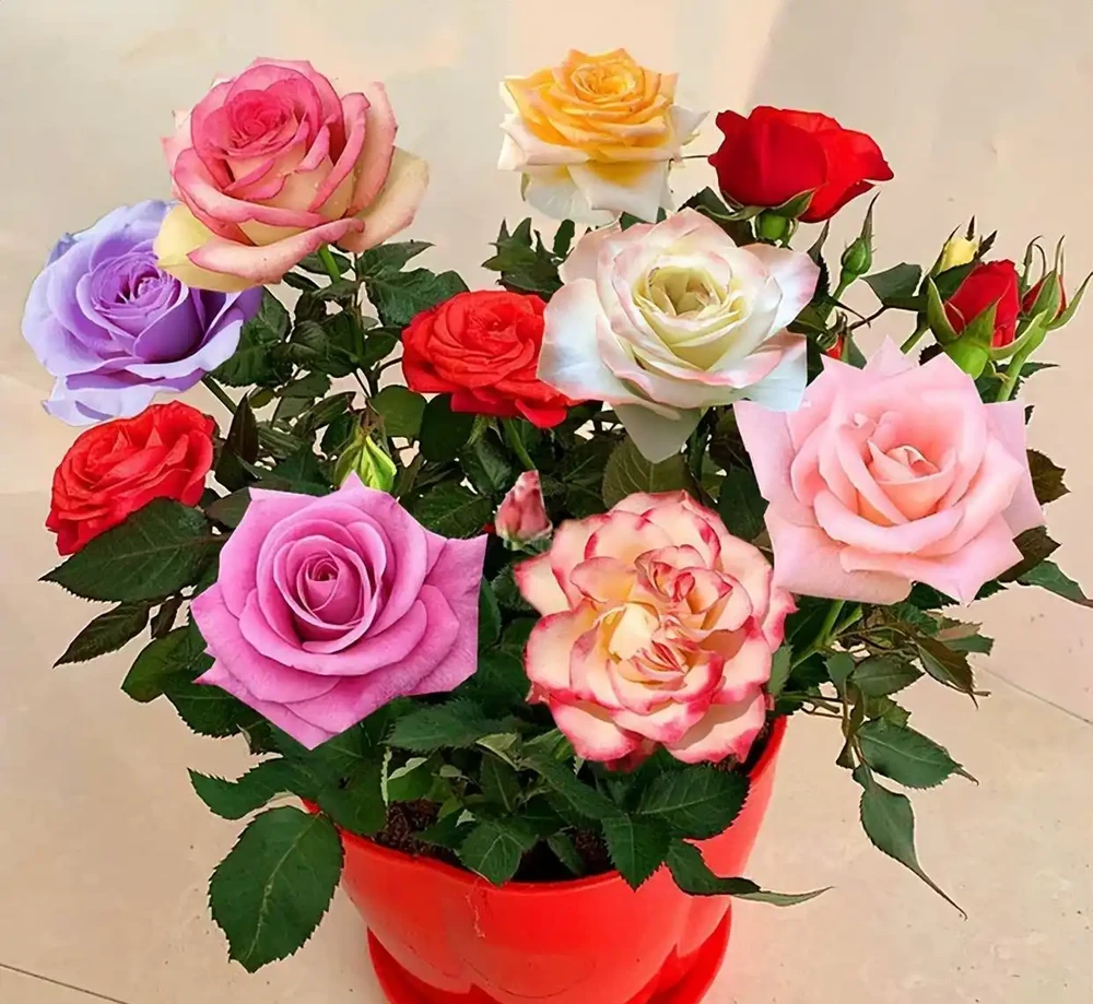 可以盆栽的玫瑰花，一樹十色，皮實好養，香味濃郁，四季開花