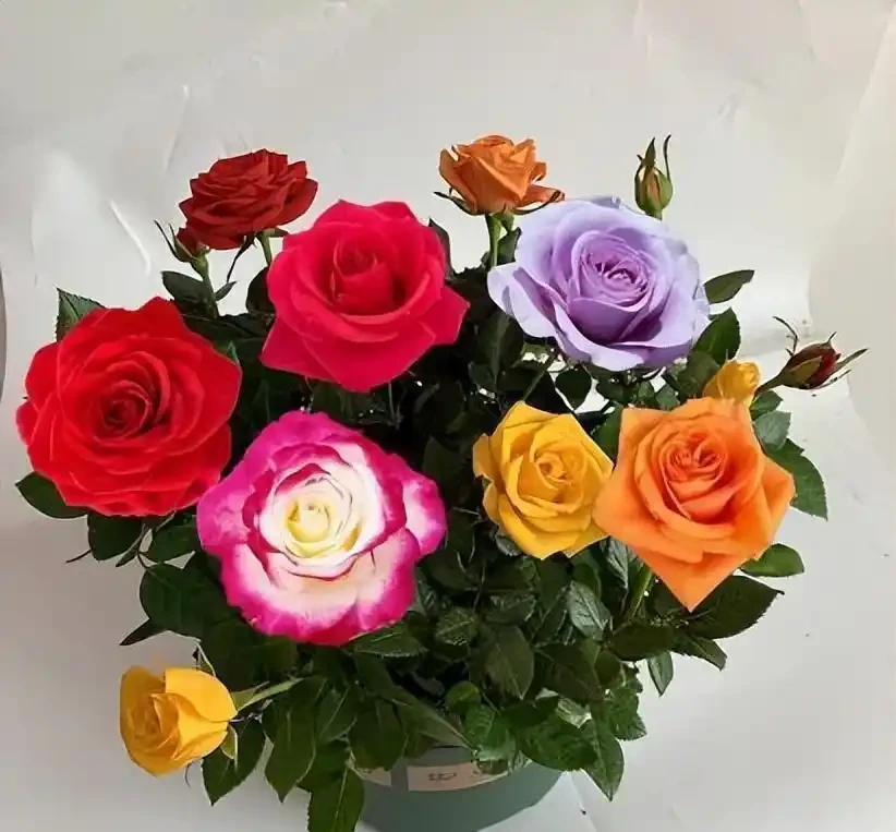 可以盆栽的玫瑰花，一樹十色，皮實好養，香味濃郁，四季開花