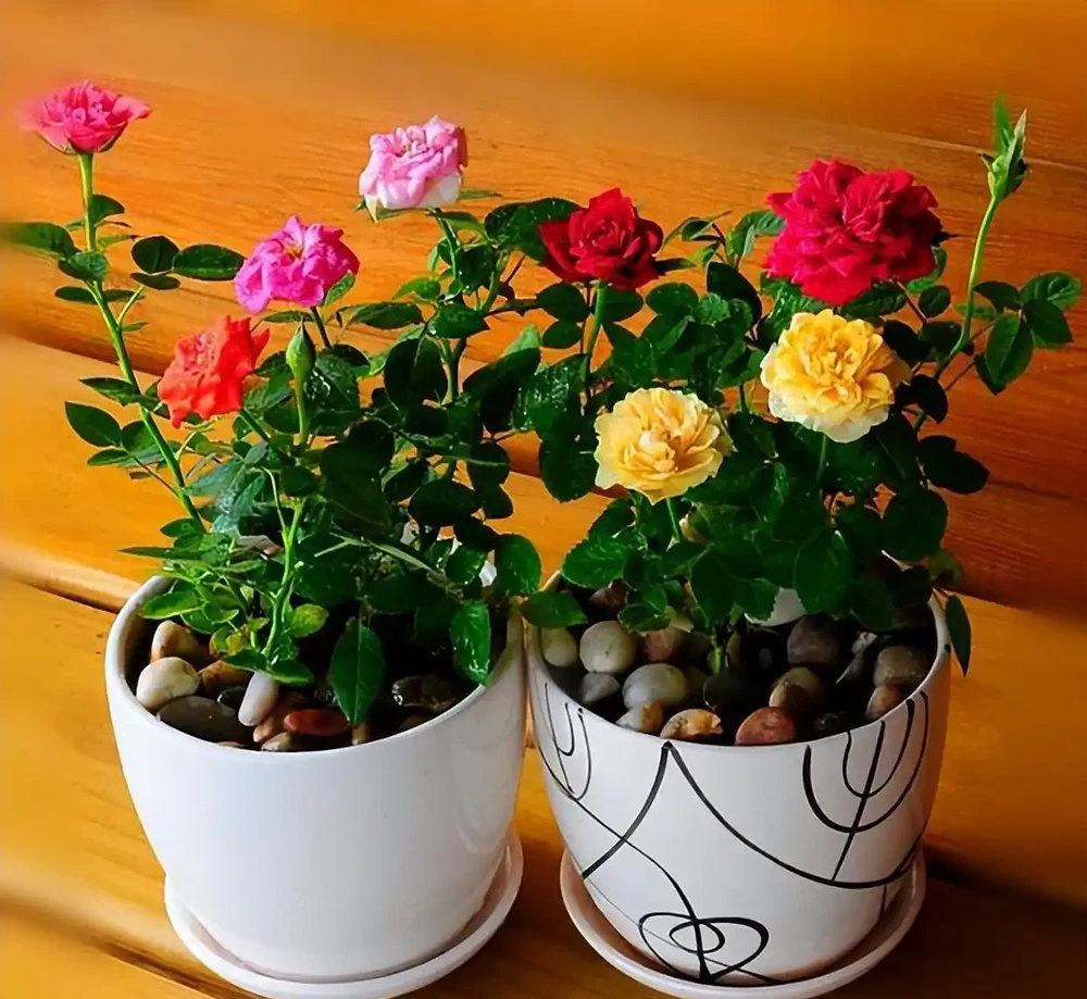 可以盆栽的玫瑰花，一樹十色，皮實好養，香味濃郁，四季開花