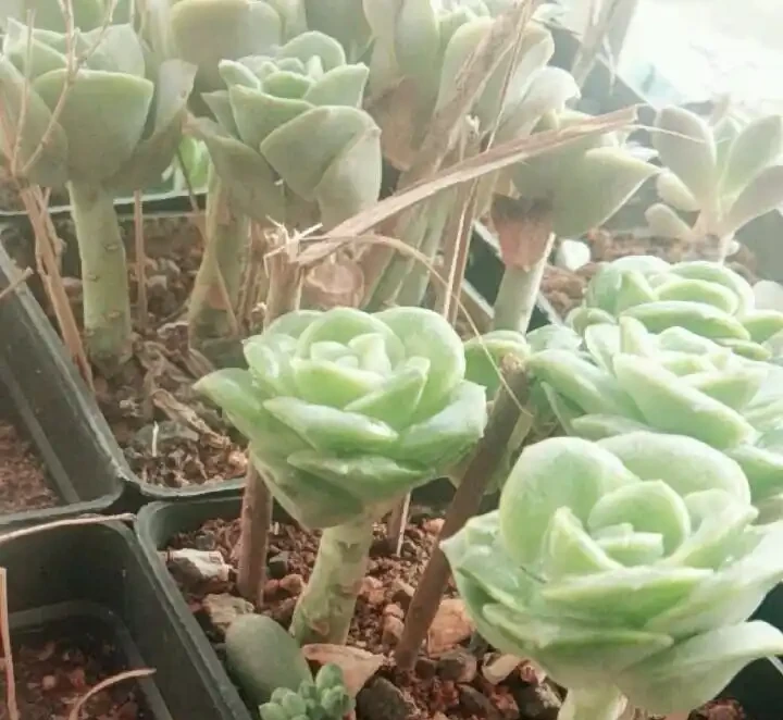 可愛玫瑰老樁很多，但是這種群生直立的狀態還是第一次見，太美了