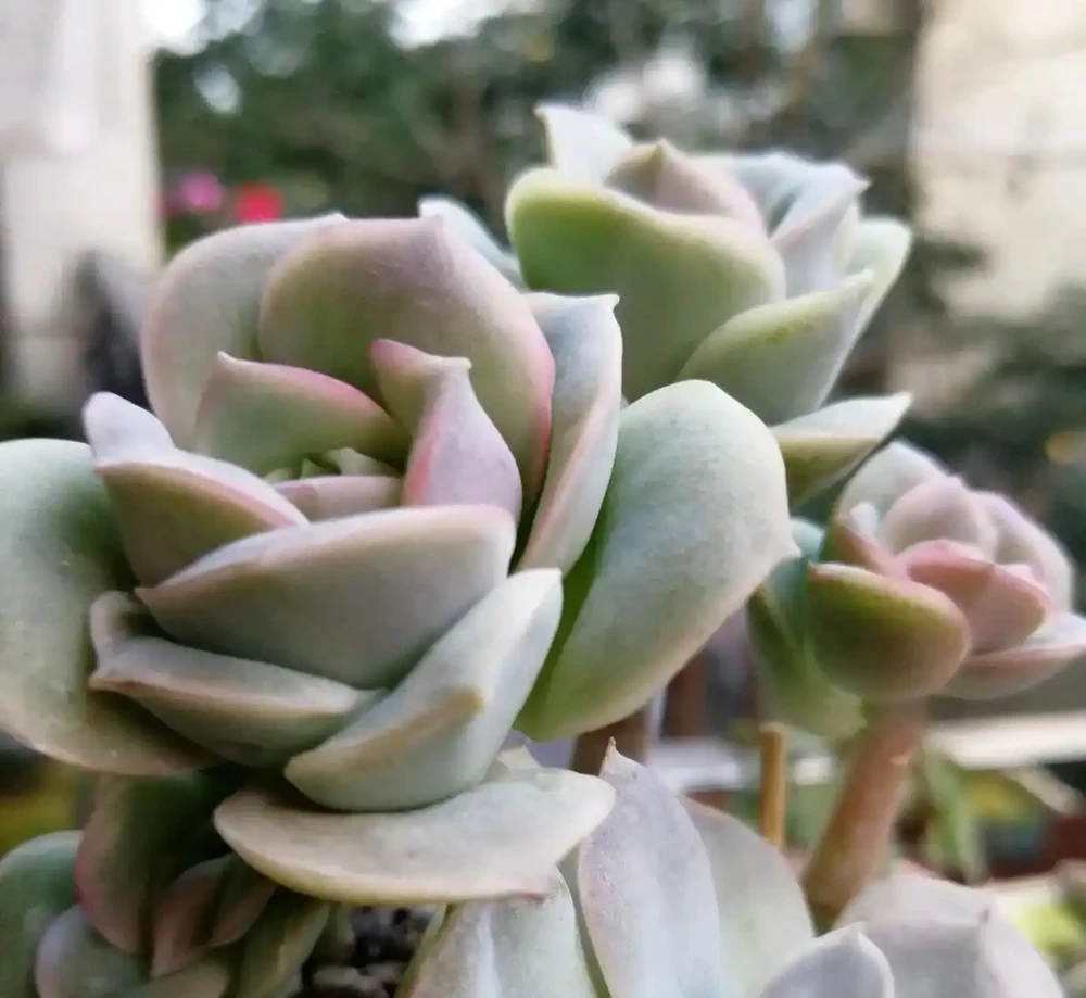 可愛玫瑰老樁很多，但是這種群生直立的狀態還是第一次見，太美了