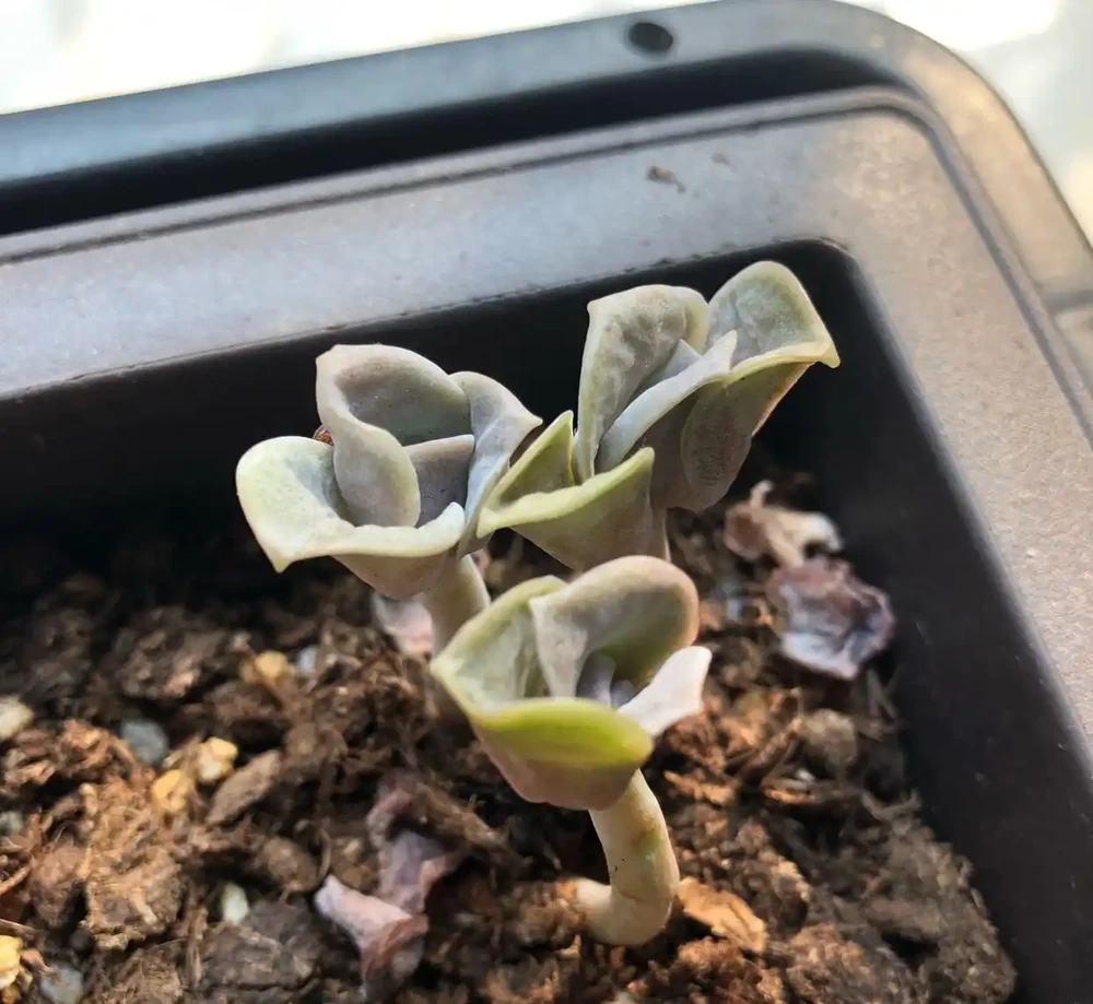 可愛玫瑰老樁很多，但是這種群生直立的狀態還是第一次見，太美了
