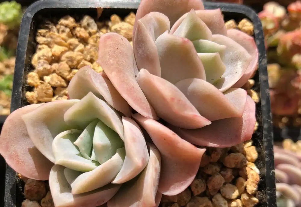 可愛玫瑰老樁很多，但是這種群生直立的狀態還是第一次見，太美了