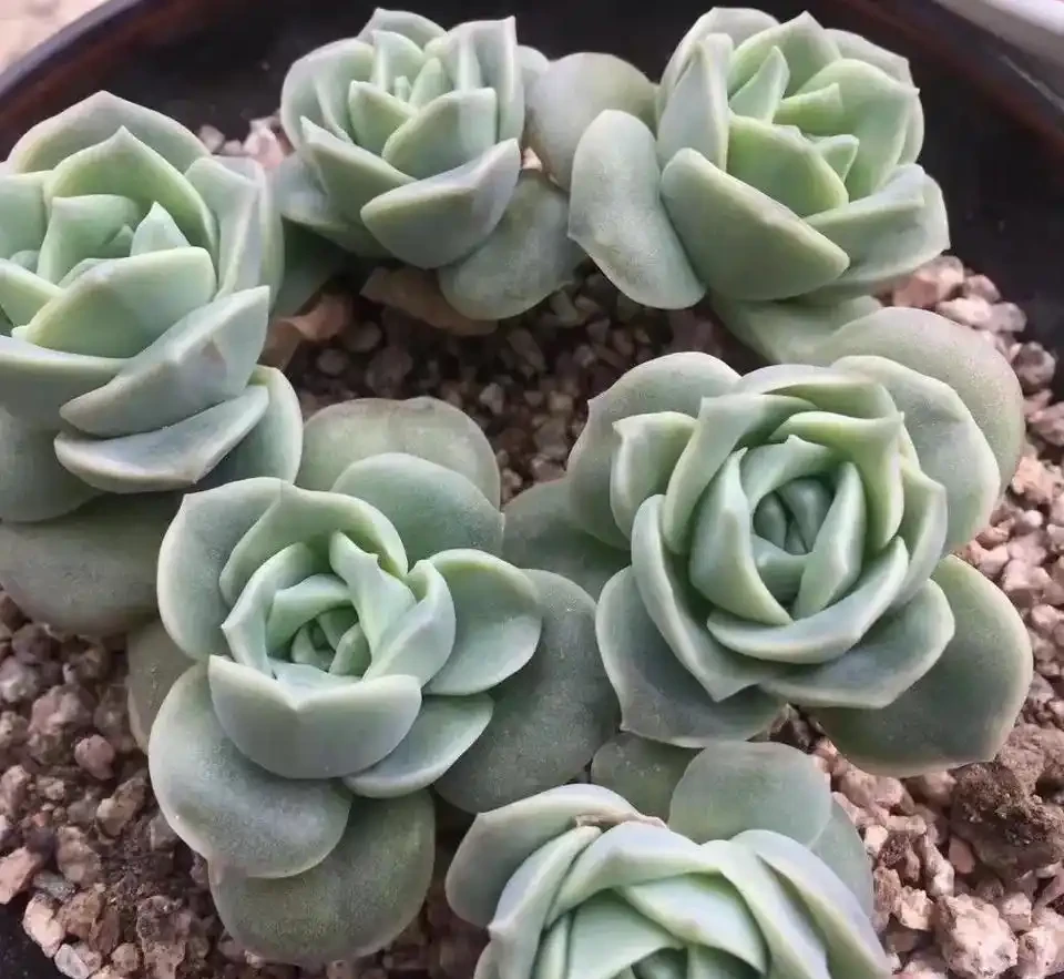 可愛玫瑰老樁很多，但是這種群生直立的狀態還是第一次見，太美了
