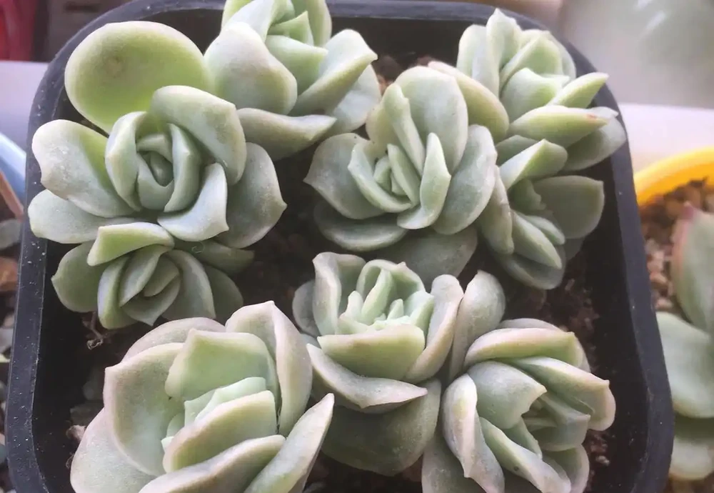 可愛玫瑰老樁很多，但是這種群生直立的狀態還是第一次見，太美了
