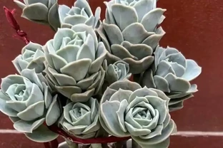 可愛玫瑰老樁很多，但是這種群生直立的狀態還是第一次見，太美了