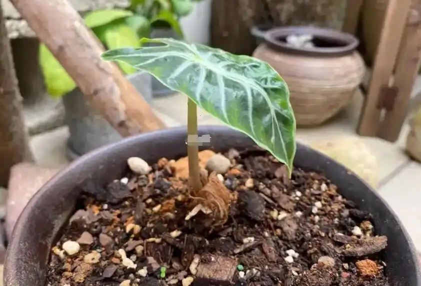 仙女海芋總是養不好?那是因為這幾點養護事項沒做到