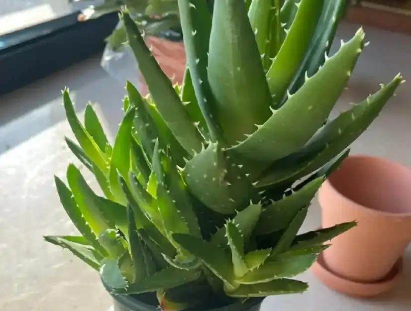 新房子養這8種花,高階大氣又好養,滿屋的甲醛都會被吸光