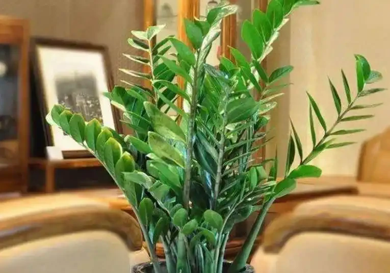 新房子養這8種花,高階大氣又好養,滿屋的甲醛都會被吸光