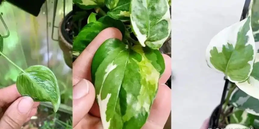 新房子養這8種花,高階大氣又好養,滿屋的甲醛都會被吸光
