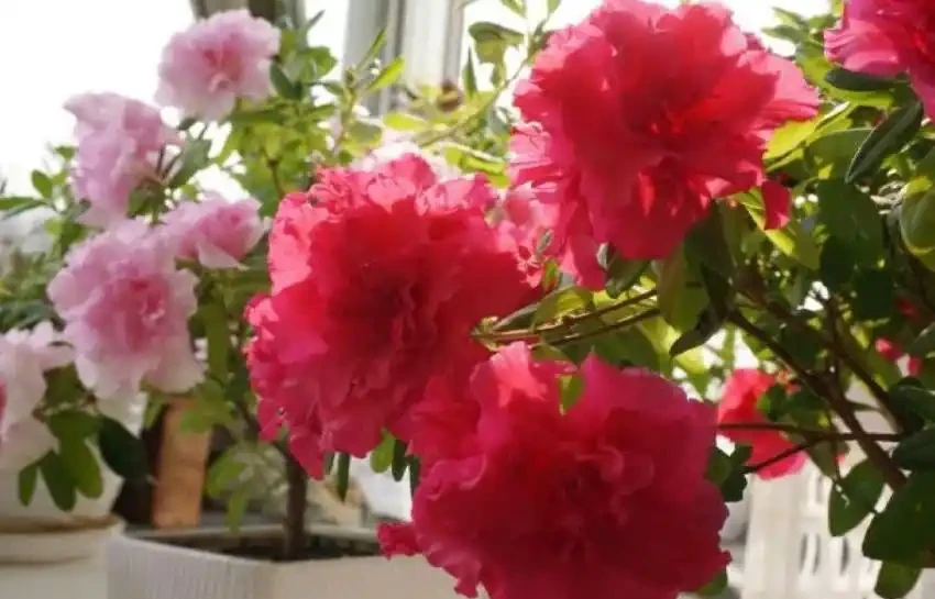 新房子養這8種花,高階大氣又好養,滿屋的甲醛都會被吸光