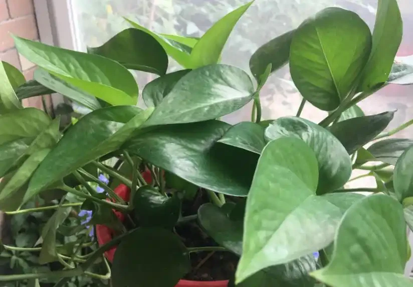 新房子養這8種花,高階大氣又好養,滿屋的甲醛都會被吸光