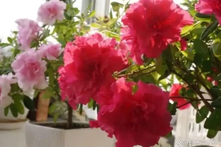 新房子養這8種花，高階大氣又好養，滿屋的甲醛都會被吸光