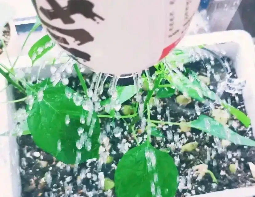啤酒水能澆花,不能澆多肉,容易腐根,澆花也要兌水澆!