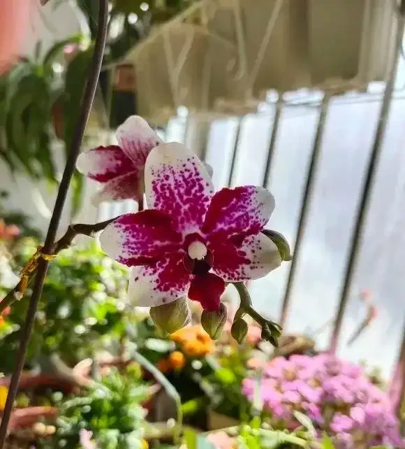 啤酒水能澆花,不能澆多肉,容易腐根,澆花也要兌水澆!