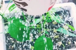 啤酒水能澆花，不能澆多肉，容易腐根，澆花也要兌水澆！