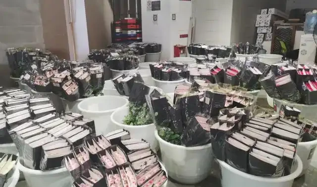 連續陰雨之下,雲南玫瑰病害高發,這個七夕花價撲朔迷離