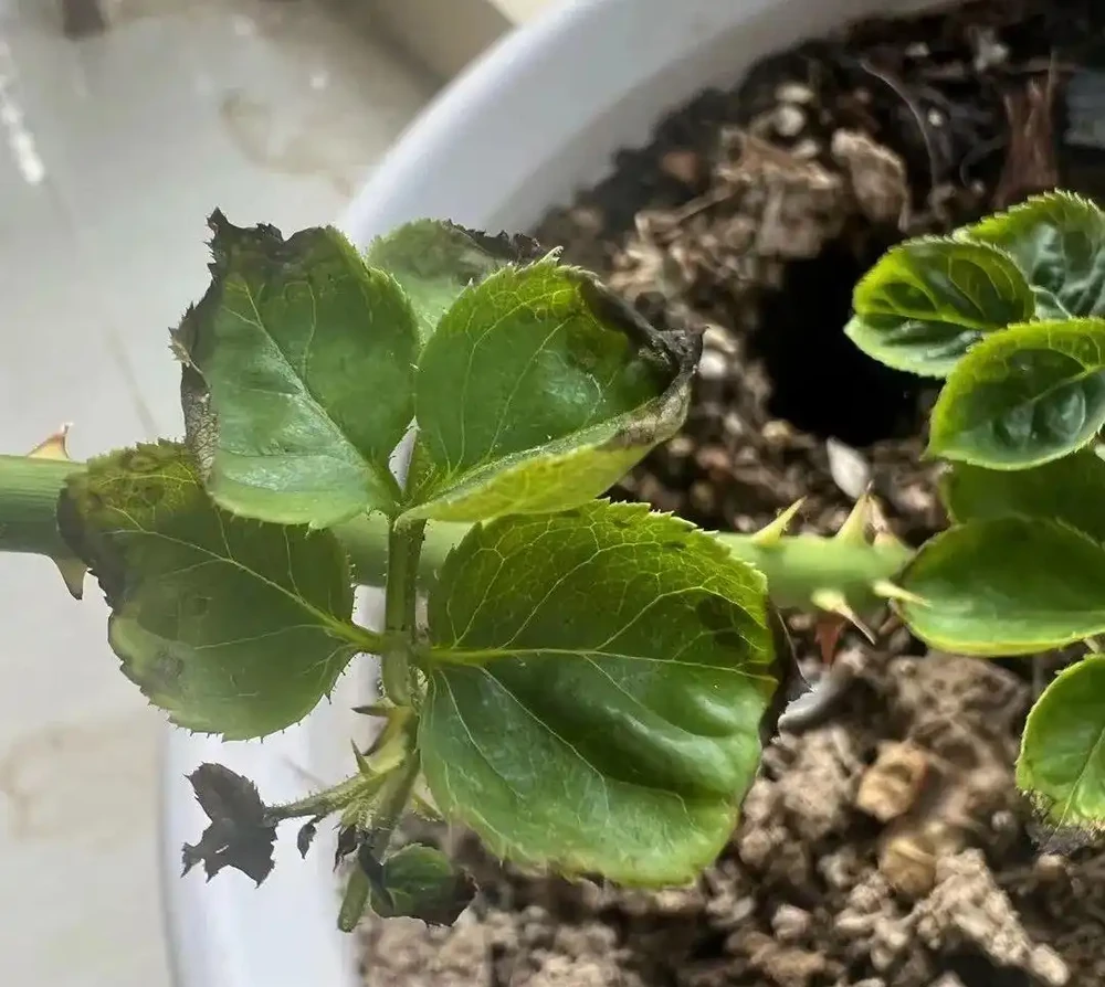 花卉葉子常見問題盤點!黃葉、萎蔫、焦邊、落葉……原因總結!