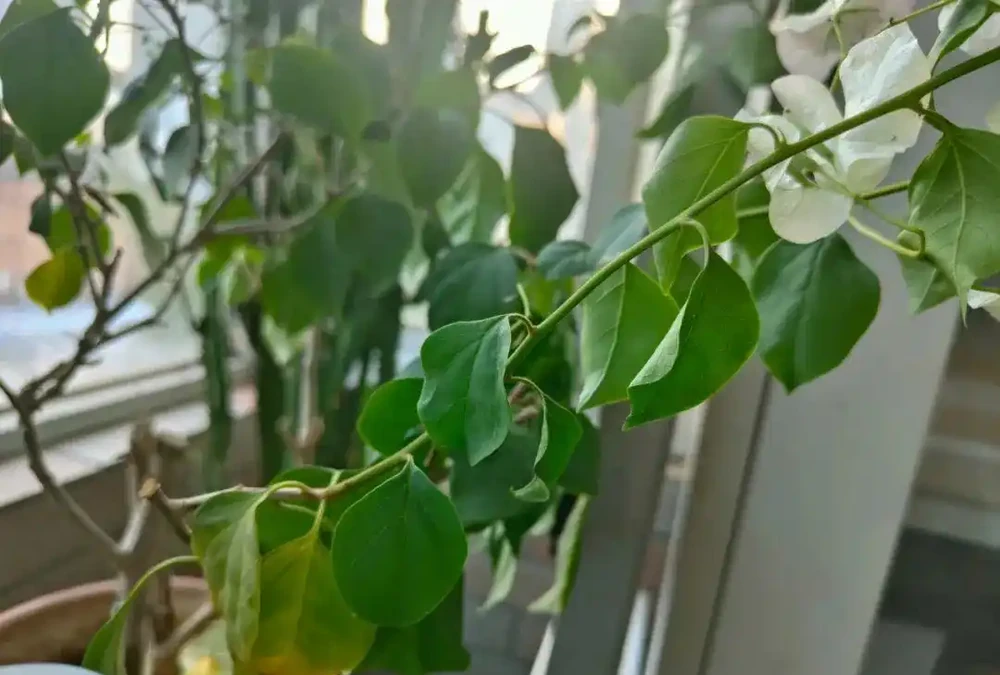 花卉葉子常見問題盤點!黃葉、萎蔫、焦邊、落葉……原因總結!