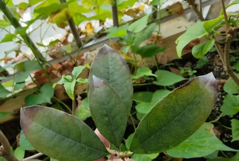花卉葉子常見問題盤點!黃葉、萎蔫、焦邊、落葉……原因總結!