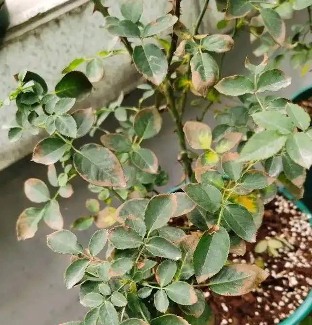 花卉葉子常見問題盤點!黃葉、萎蔫、焦邊、落葉……原因總結!
