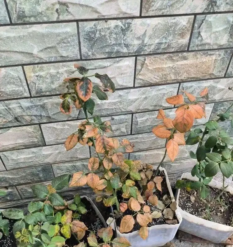 花卉葉子常見問題盤點!黃葉、萎蔫、焦邊、落葉……原因總結!