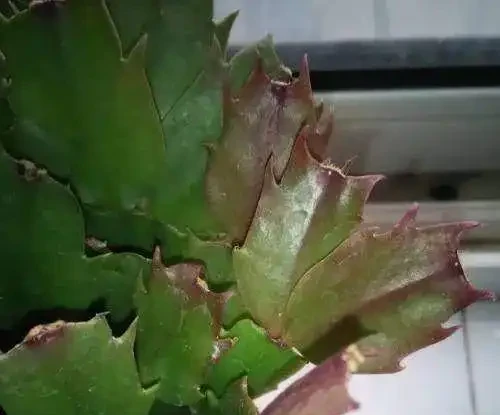 花卉葉子常見問題盤點!黃葉、萎蔫、焦邊、落葉……原因總結!