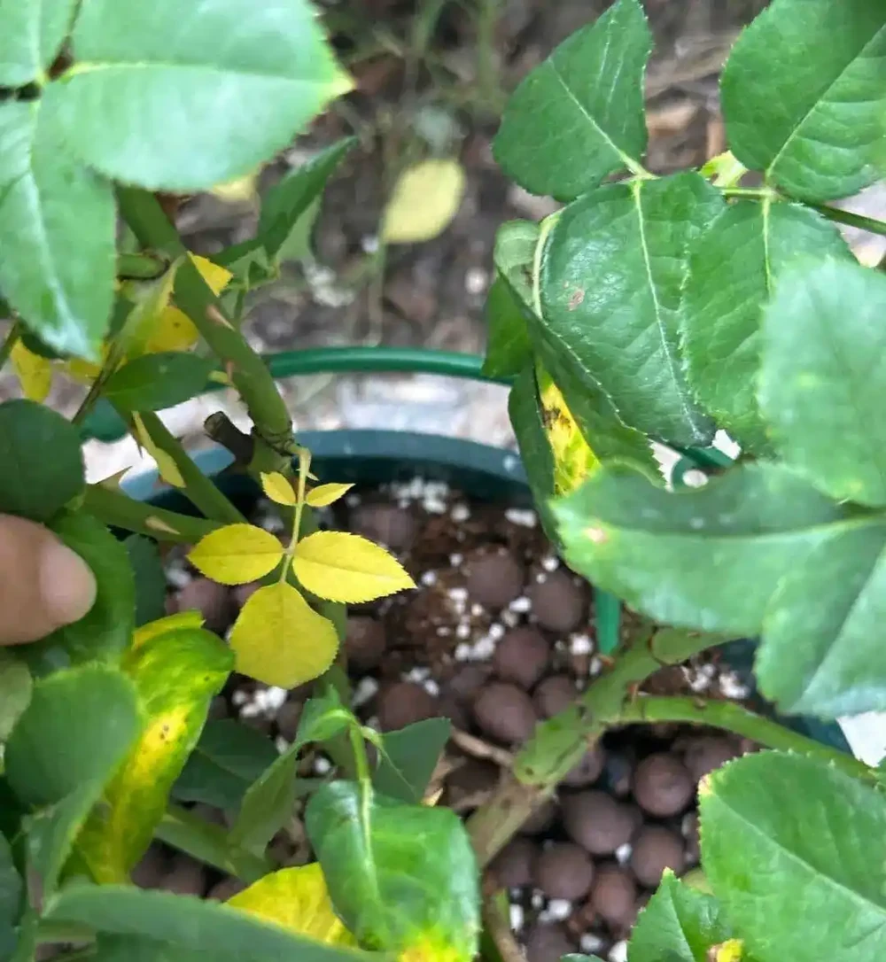 花卉葉子常見問題盤點!黃葉、萎蔫、焦邊、落葉……原因總結!