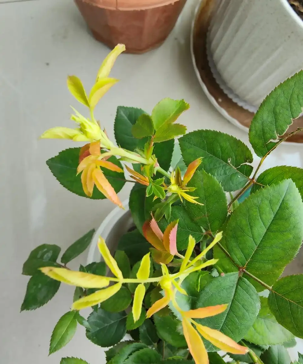 花卉葉子常見問題盤點!黃葉、萎蔫、焦邊、落葉……原因總結!