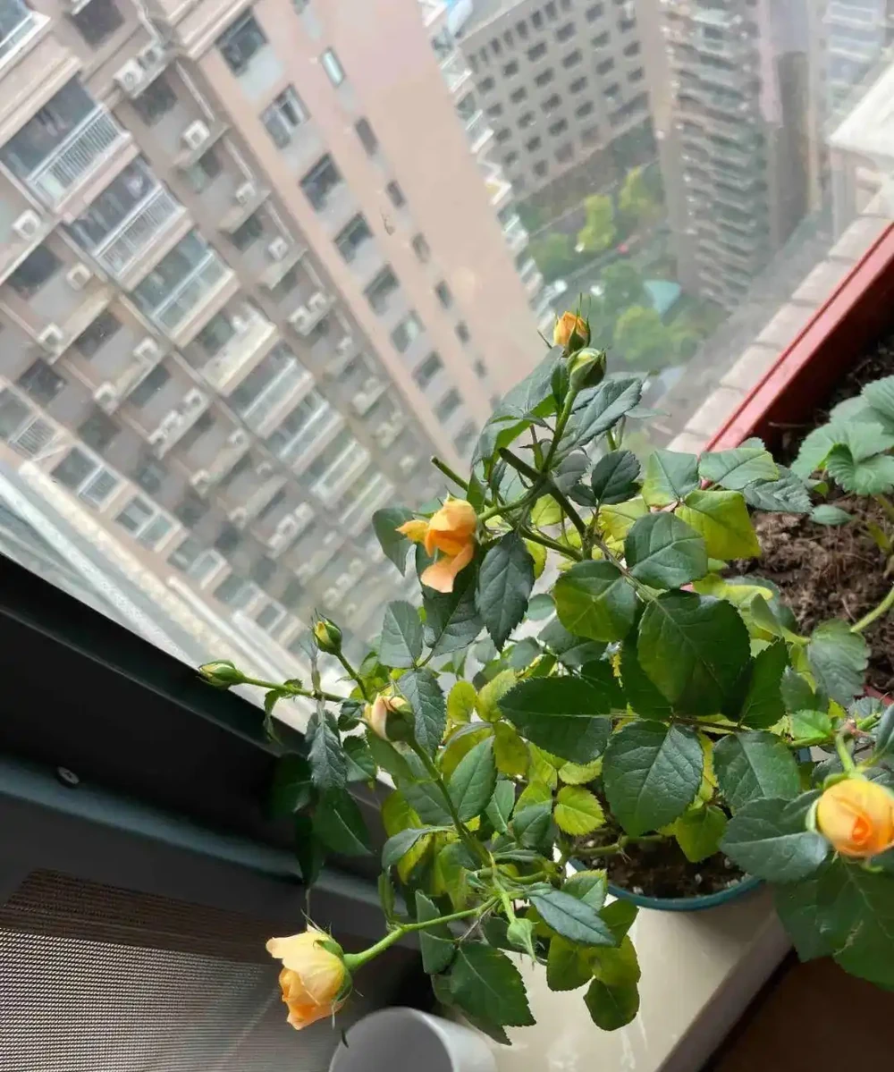 花卉葉子常見問題盤點!黃葉、萎蔫、焦邊、落葉……原因總結!